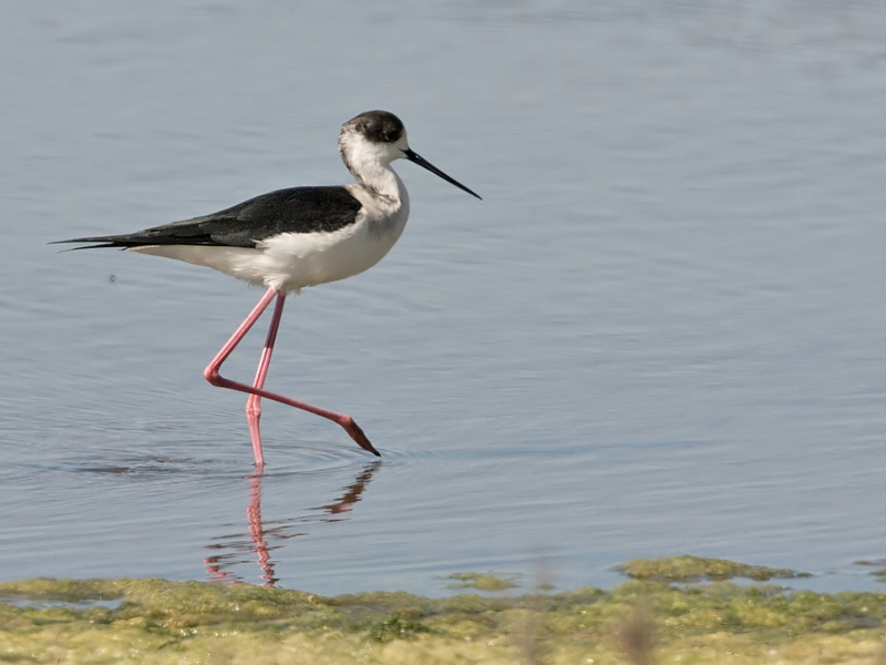 Himantopus himantopus Steltkluut Black-Winged Stilt